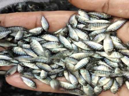 Pusat Jual Bibit Ikan Murah & Benih Ikan BerkualitasNo #1 - Nabila Farm
